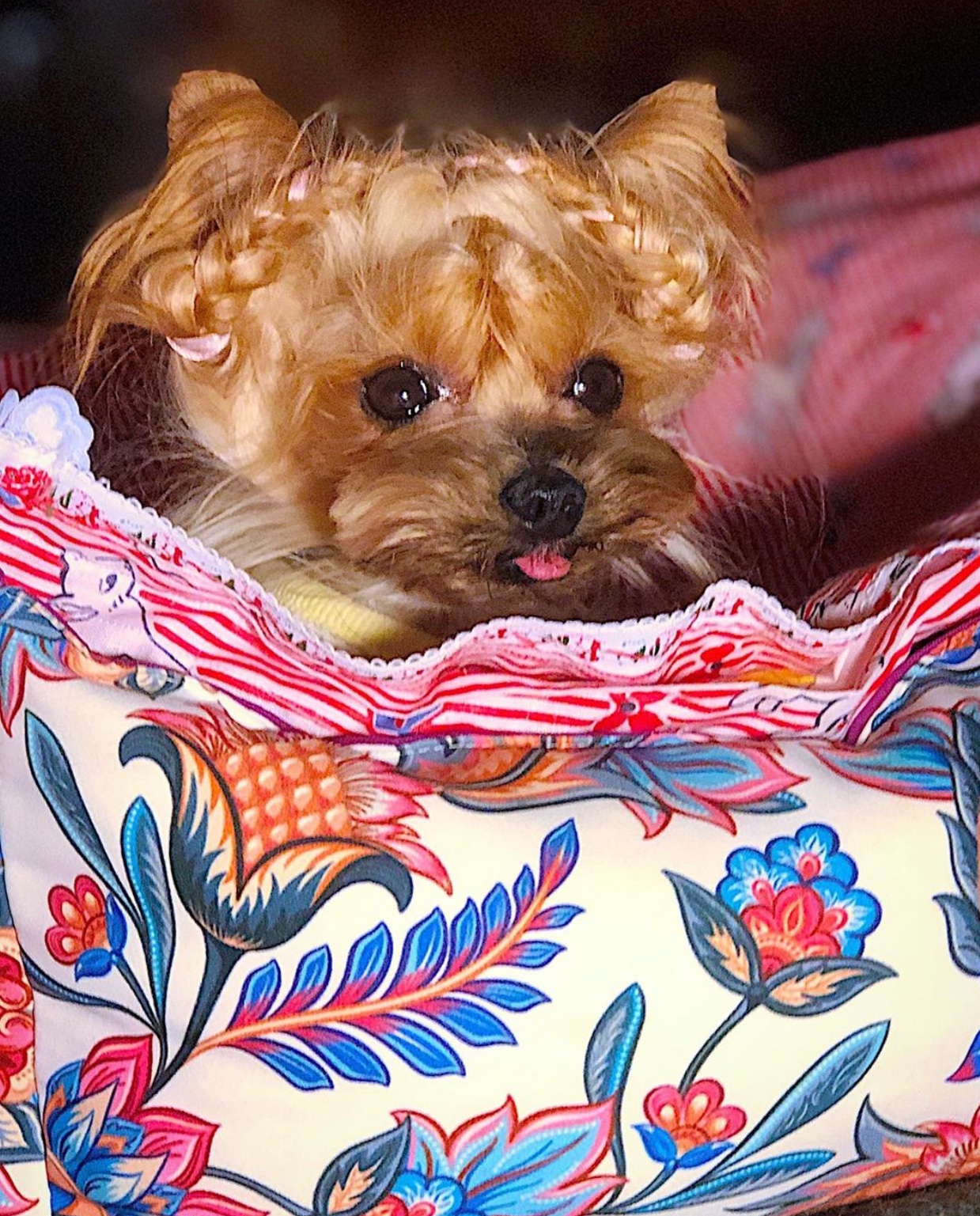 A Yorkshire Terrier with a pigtail hairstyle while on the bed