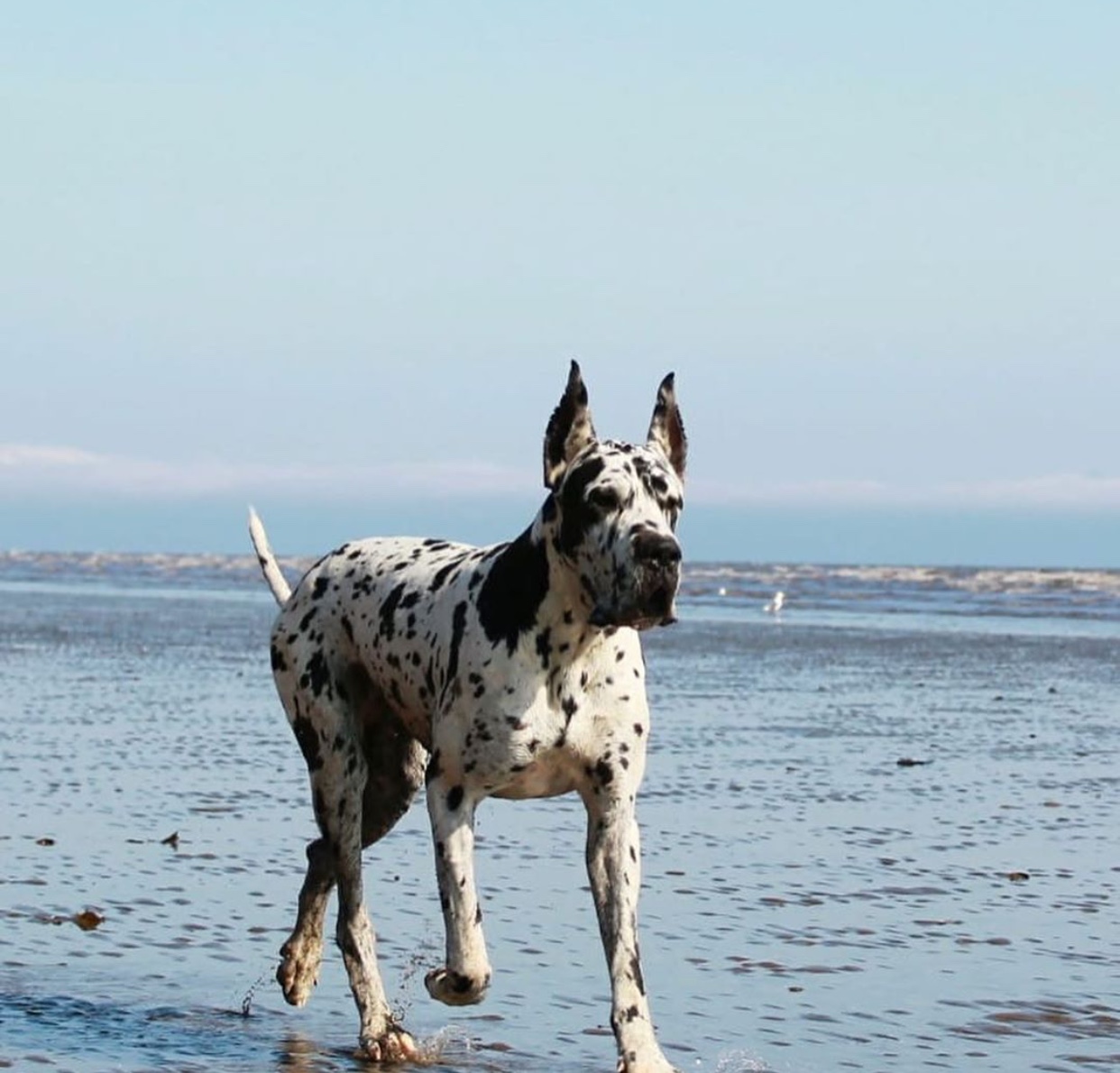 A Great Dane running by the seashore