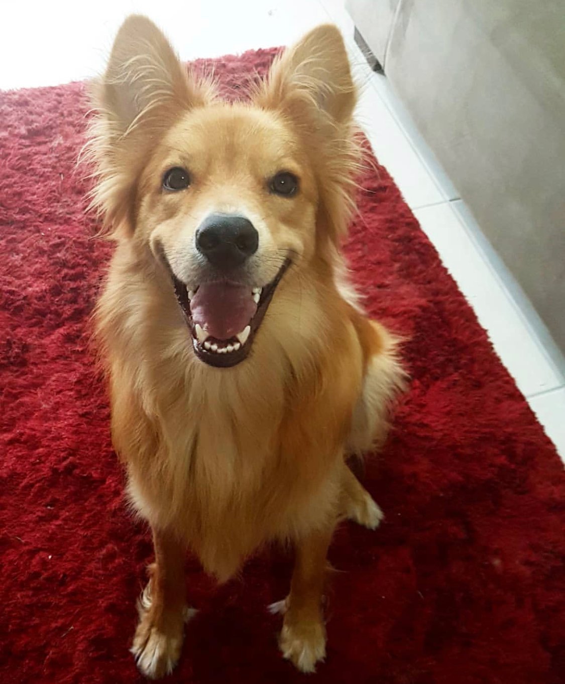A Retcollie sitting on the carpet while smiling