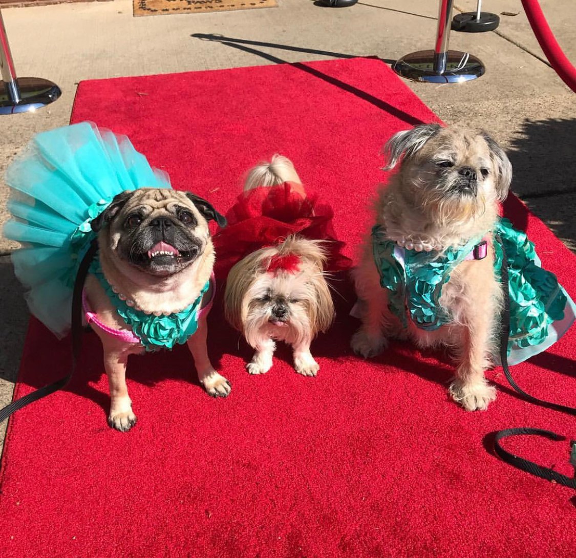 three Pugs wearing cute dresses while sitting in the red carpet