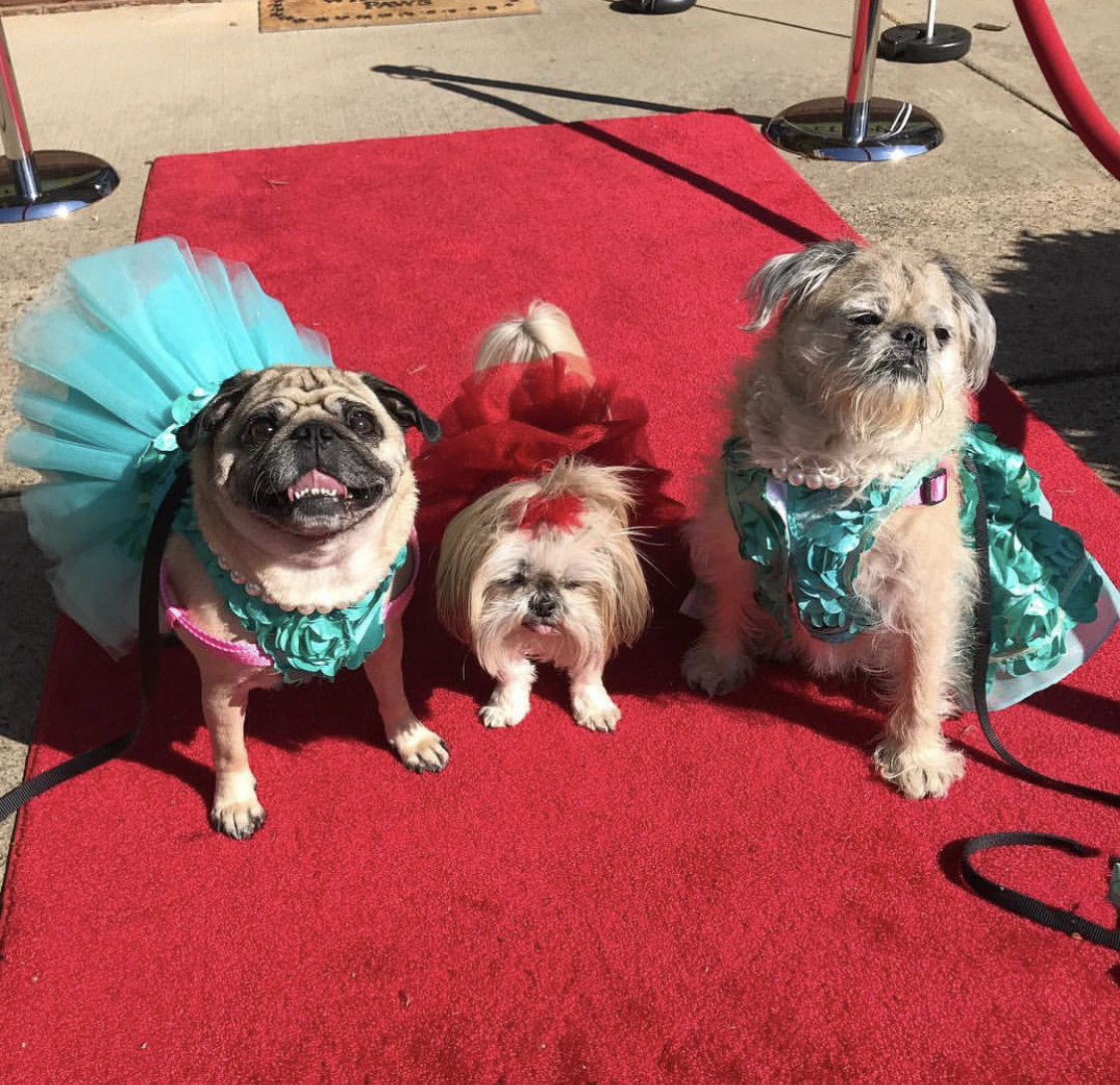 three Pugs wearing cute dresses while sitting in the red carpet