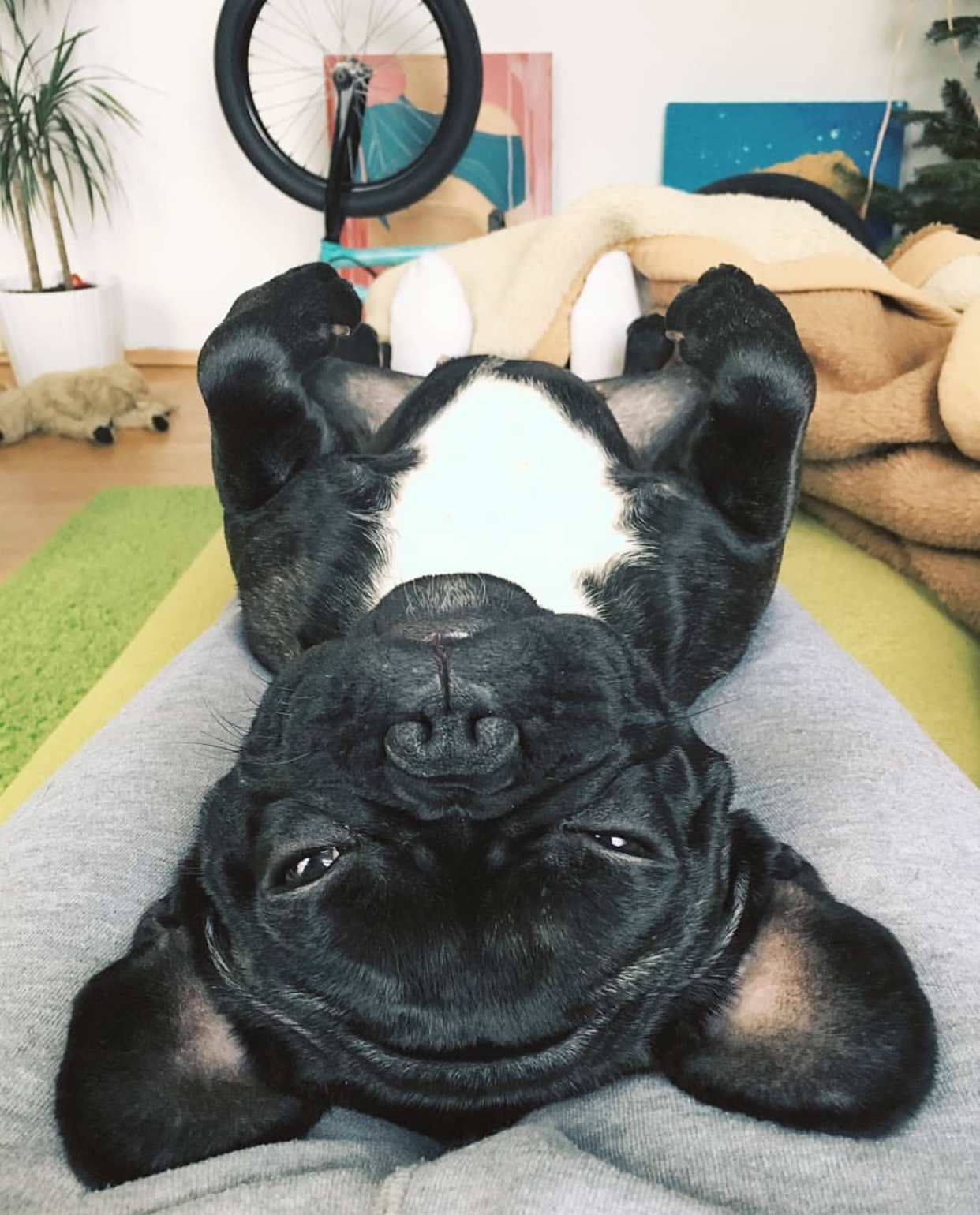 A French Bulldog lying on its back steadily on the lap of a woman lying on the floor