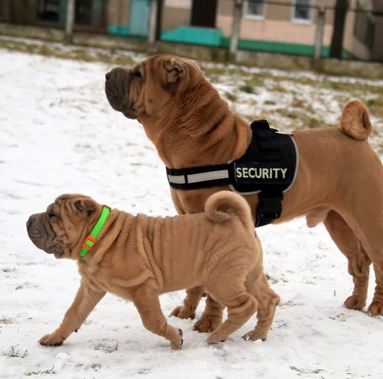 a security Shar-Pei with a puppy walking in snow next to him