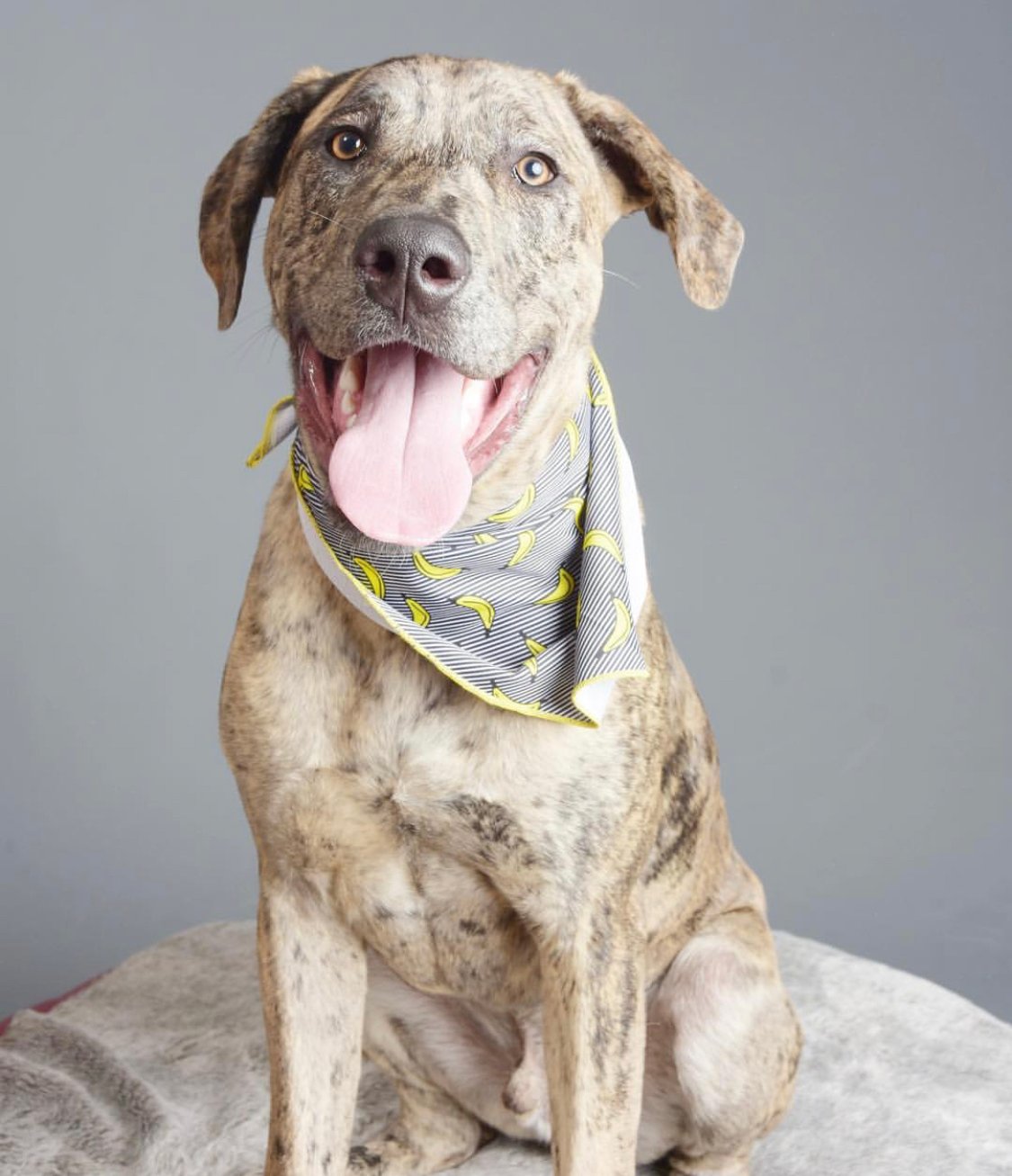 A Greatdor sitting on the bed while smiling with its tongue out