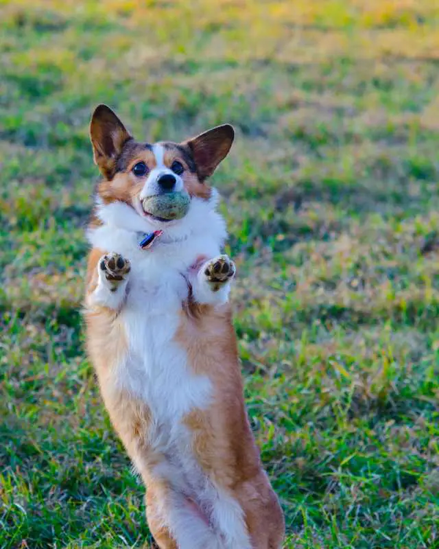 Corgi standing up with a ball in its mouth