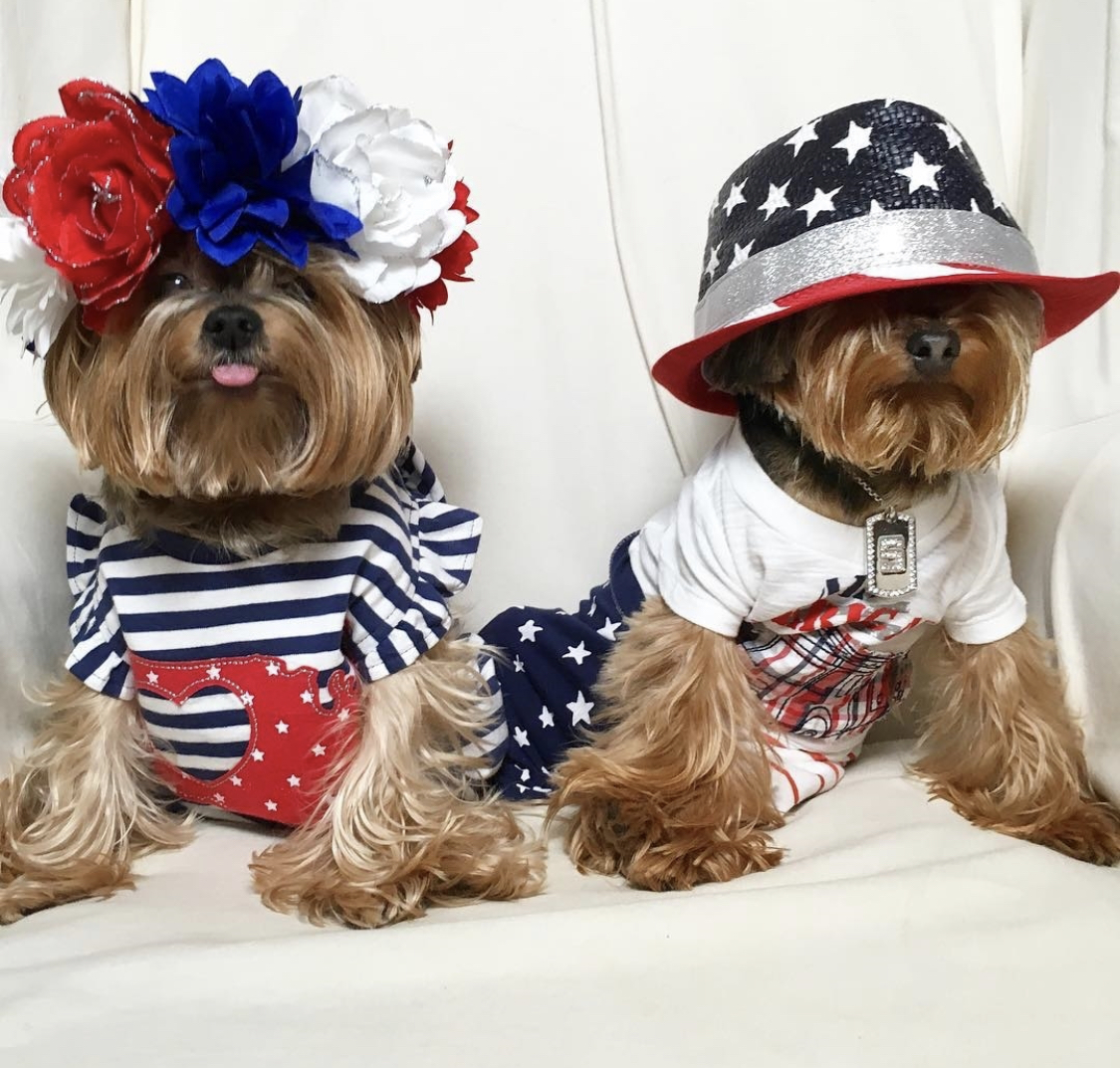 Yorkshire Terrier in fourth of july outfit