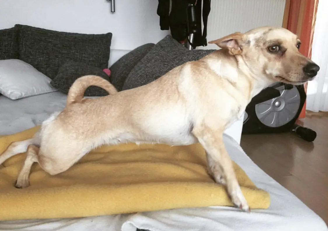 A Labrahua stretching on top of the bed