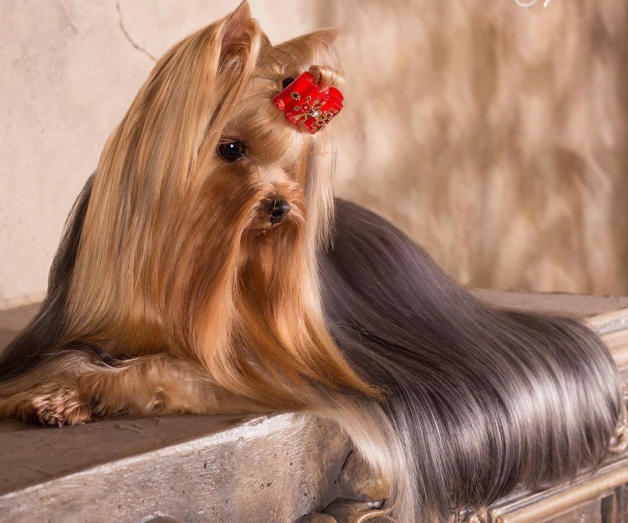 A Yorkshire Terrier with a long shiny hair lying on counter top while wearing a red ribbon tie on top of her head