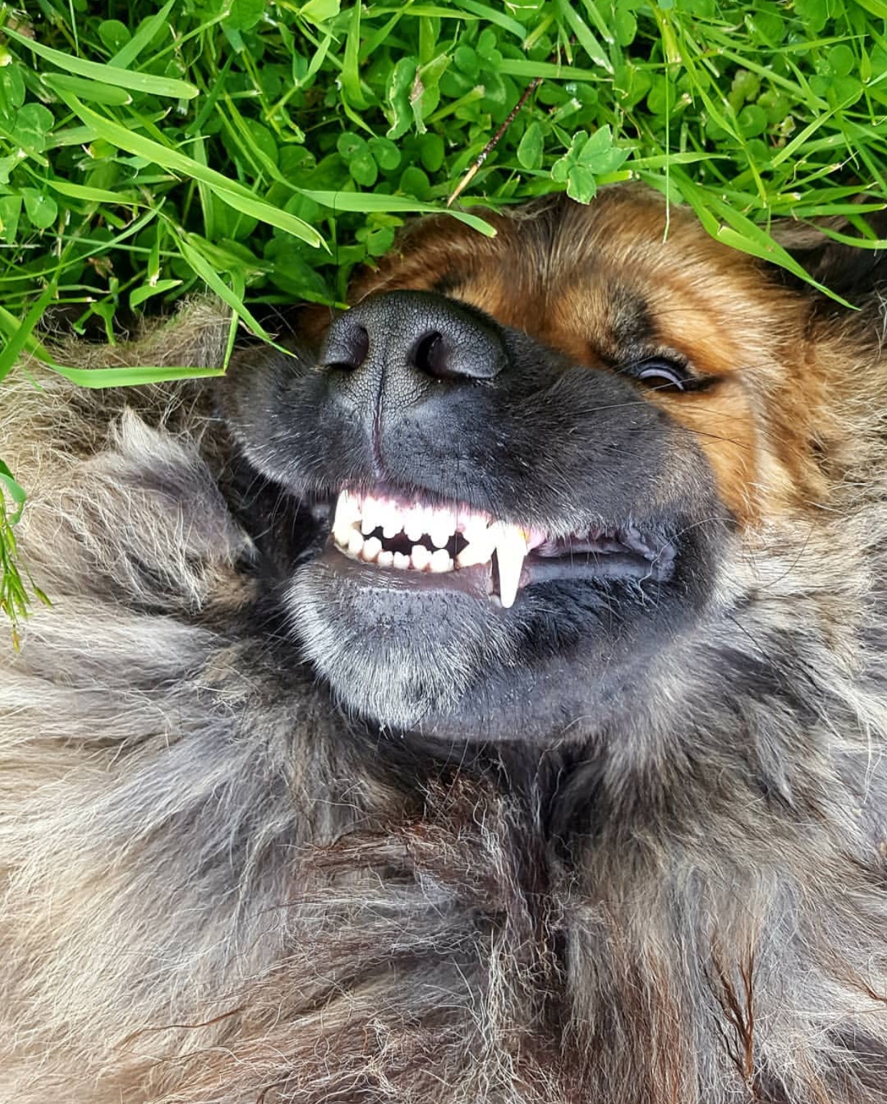 Tibetan Mastiff dog smiling while lying on the green grass