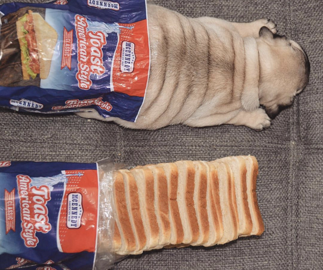 a Pug lying on the couch with a bread plastic bag covered in its lower body next to a sliced loaf bread
