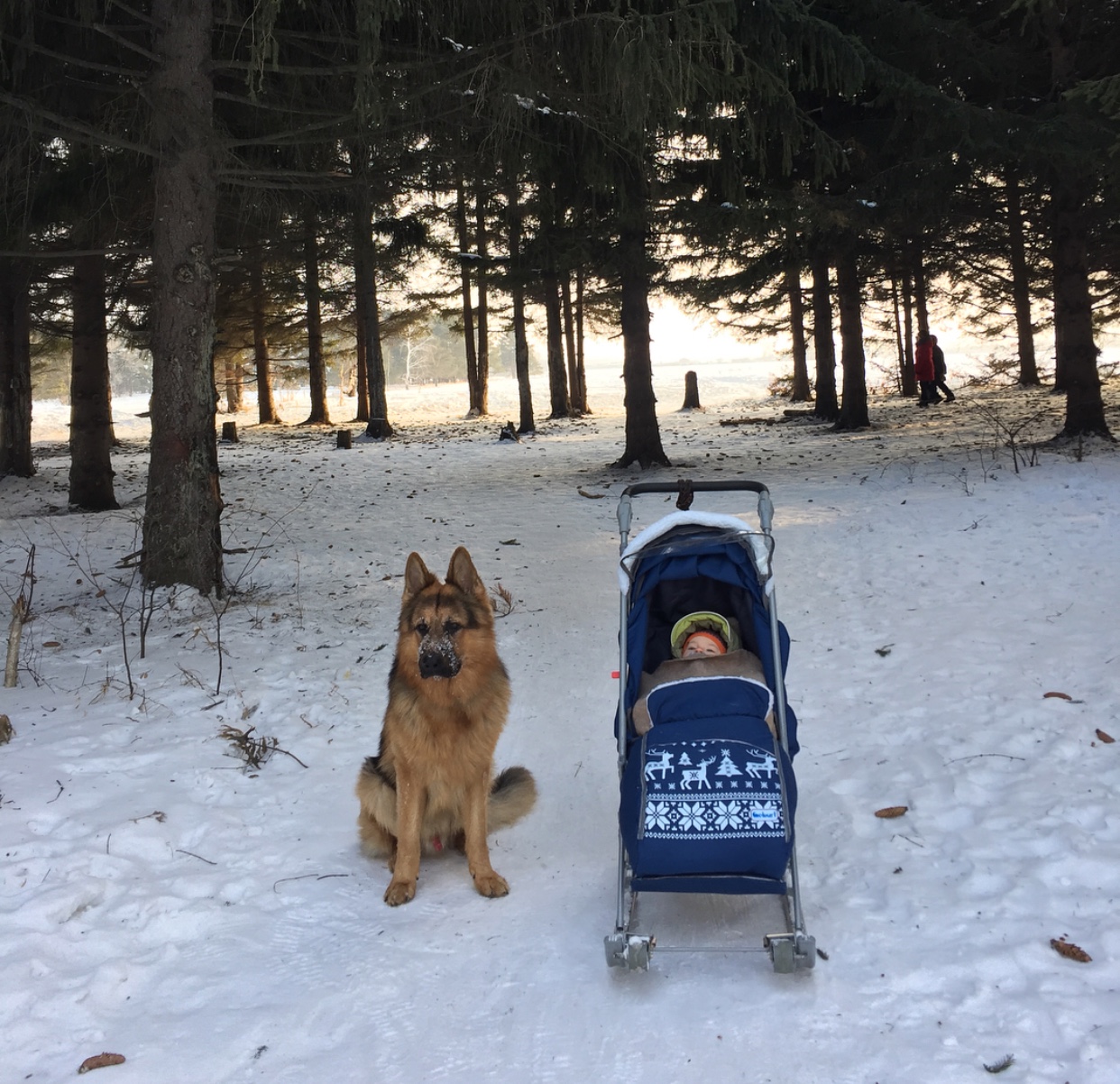 A German Shepherd sitting in snow at the park next to a baby in a stroller