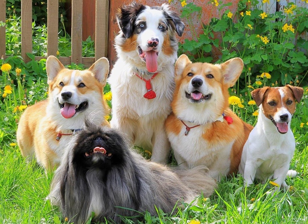 A Pekingese along with other dog breeds in the garden