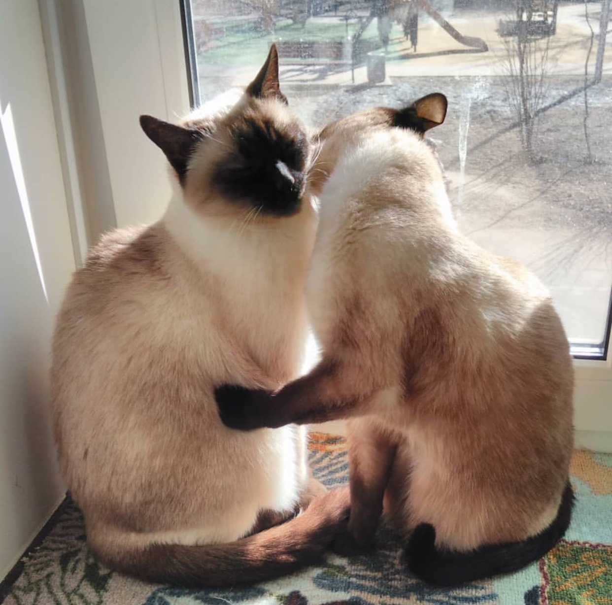 Siamese Cat licking another Siamese Cat by the door