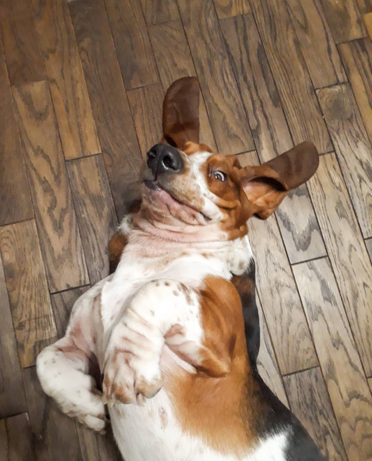 A Basset Hound lying on its back on the floor with its scared face