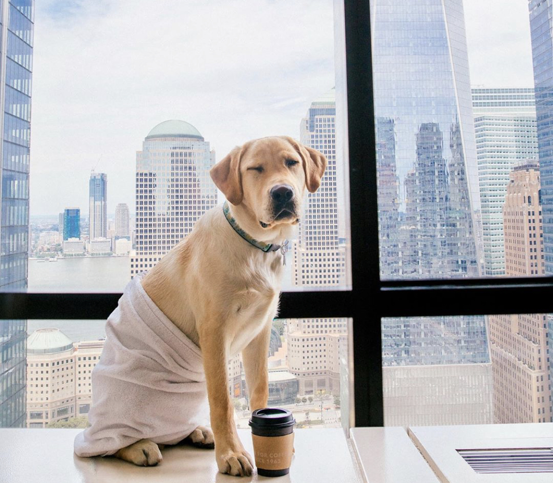 a yellow labrador wearing with a wrapped towel on its lower body while sitting by the window with a coffee on in front if him