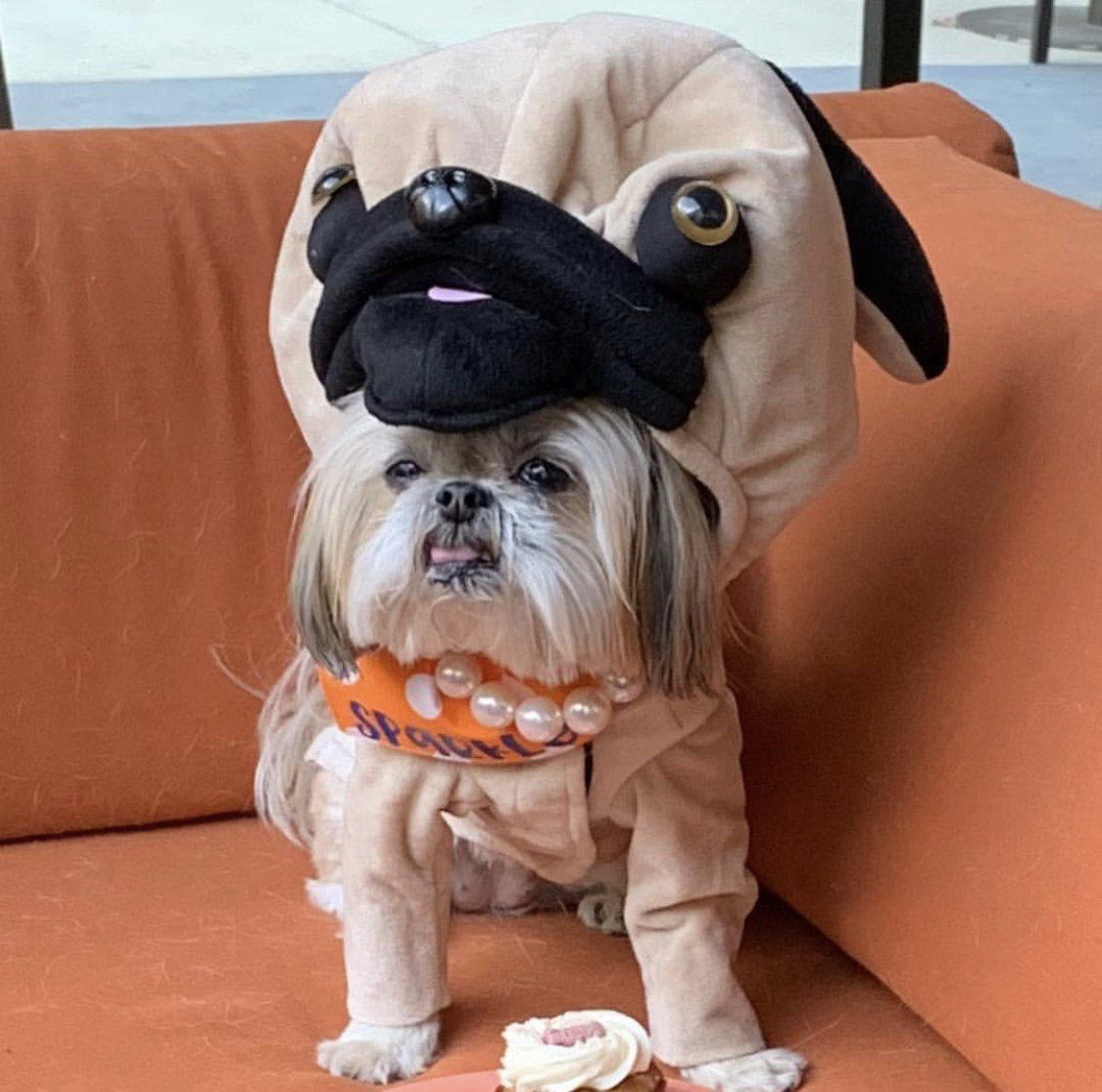 Pug wearing a pug head piece