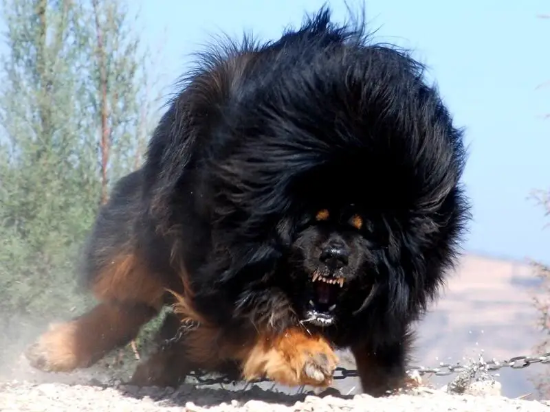 aggressive large Tibetan Mastiff dog