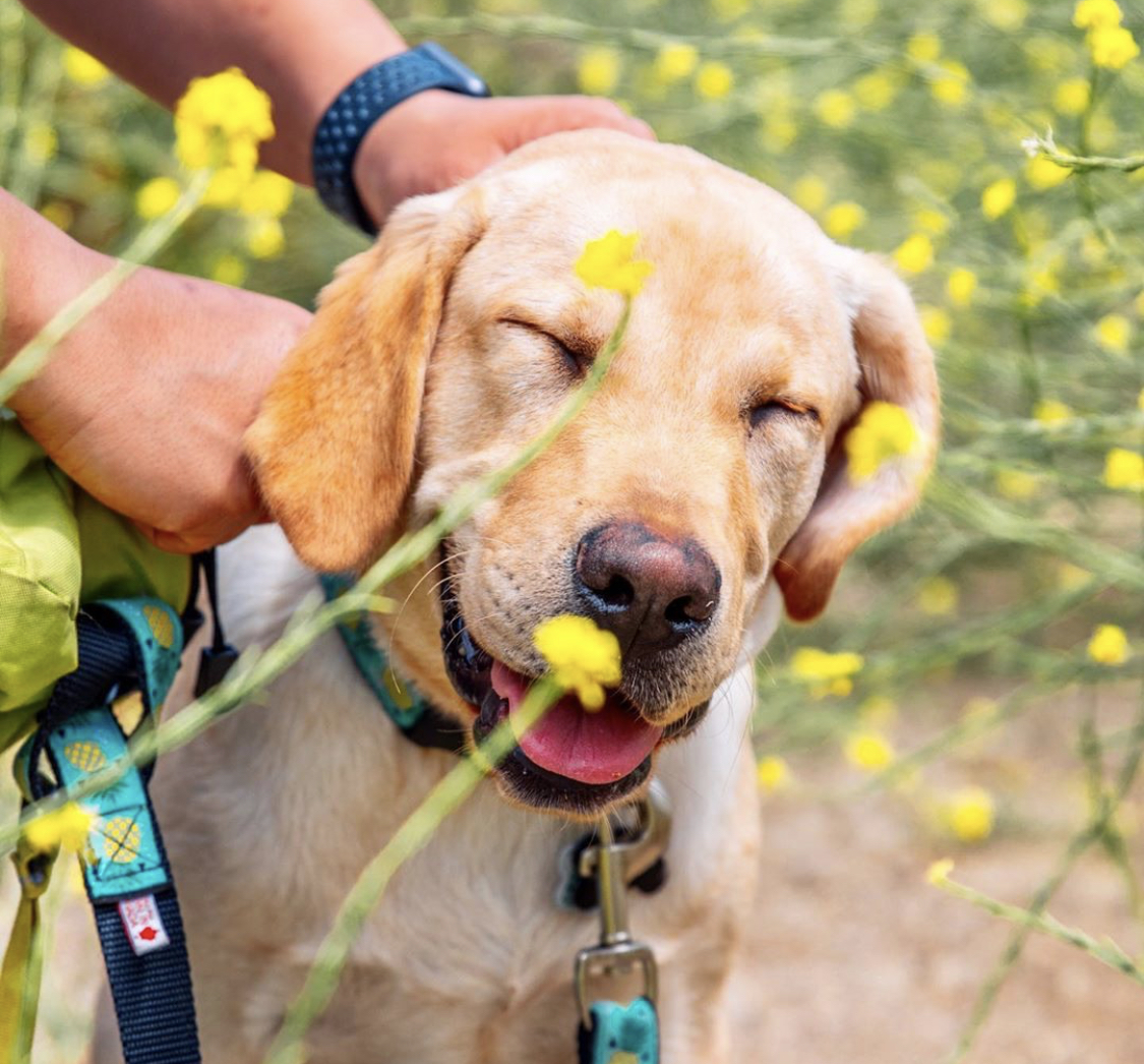 A yellow Labrador standing in the field of yellow small flowers while being scratched on its head by its human