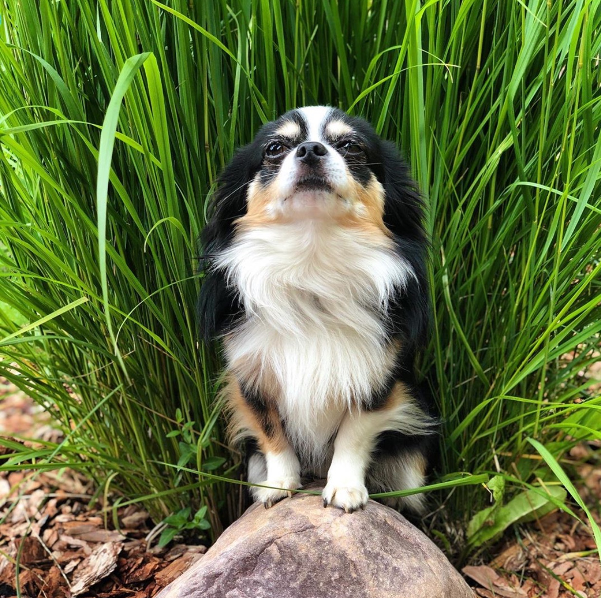 Chihuahua sitting on the of a stone in the garden