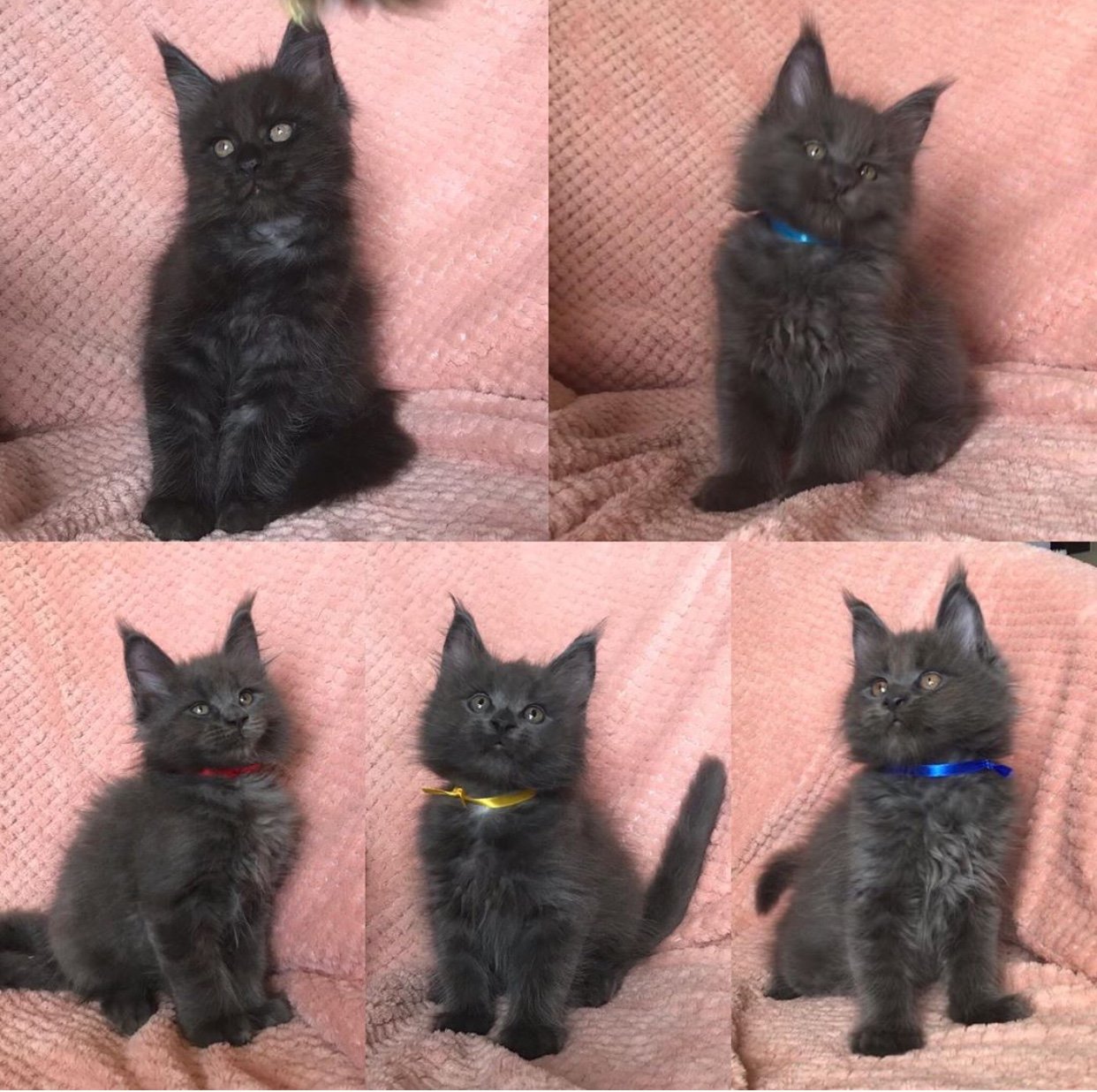 collage photo of a black Maine Coon Cat