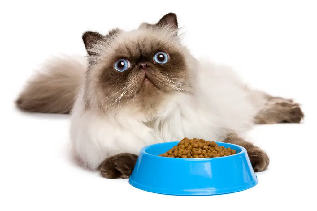 A Persian Cat lying on the floor behind its bowl of food