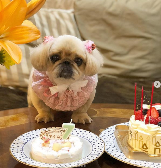 A Pekingese wearing a pink ruffled collar and hair tie standing on top of the table behind its birthday cake on a plate