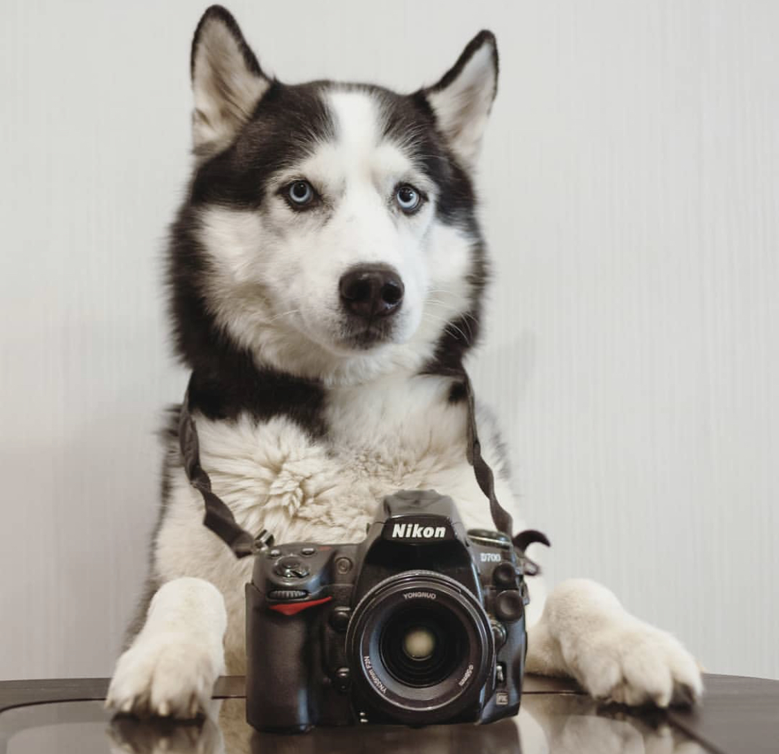 A Husky wearing a Nikon Camera around its neck