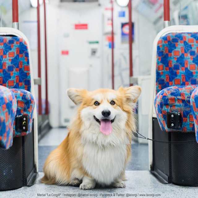 Corgi sitting on the floor inside the train