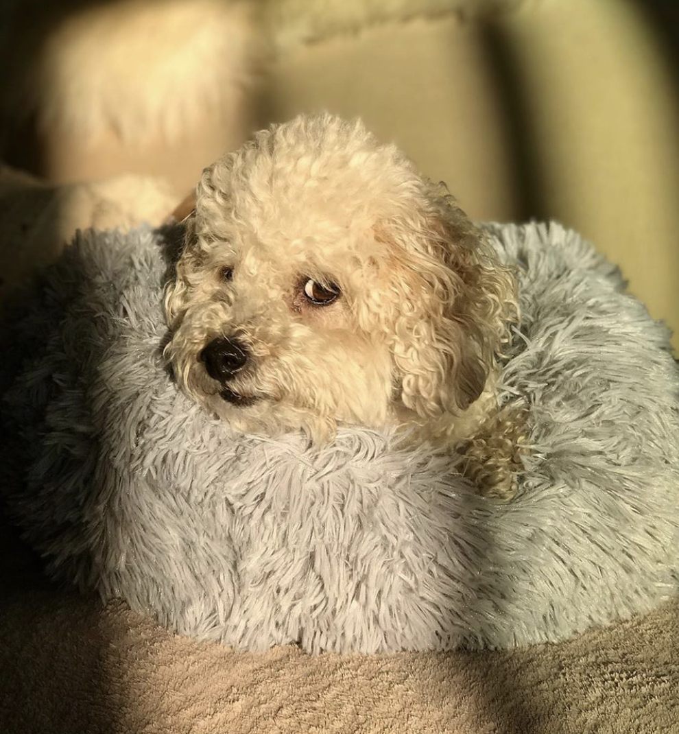 A Poodle puppy lying on its bed