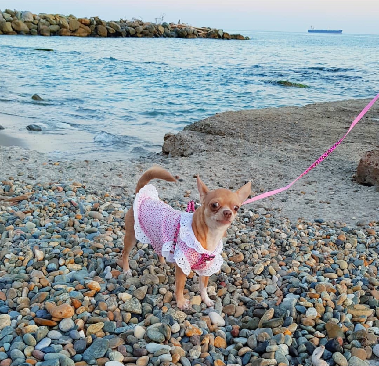 Chihuahua wearing a cute pink dress while taking a walk by the seashore