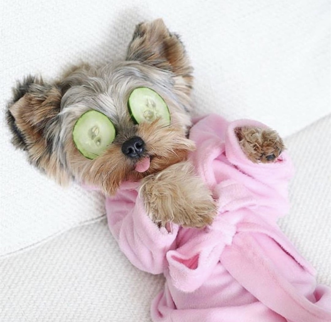 Yorkshire Terrier lying on the bed while wearing bath rub and a sliced cucumber on its eyes