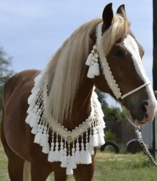 A Horse wearing white tassel lead on its face and around its neck