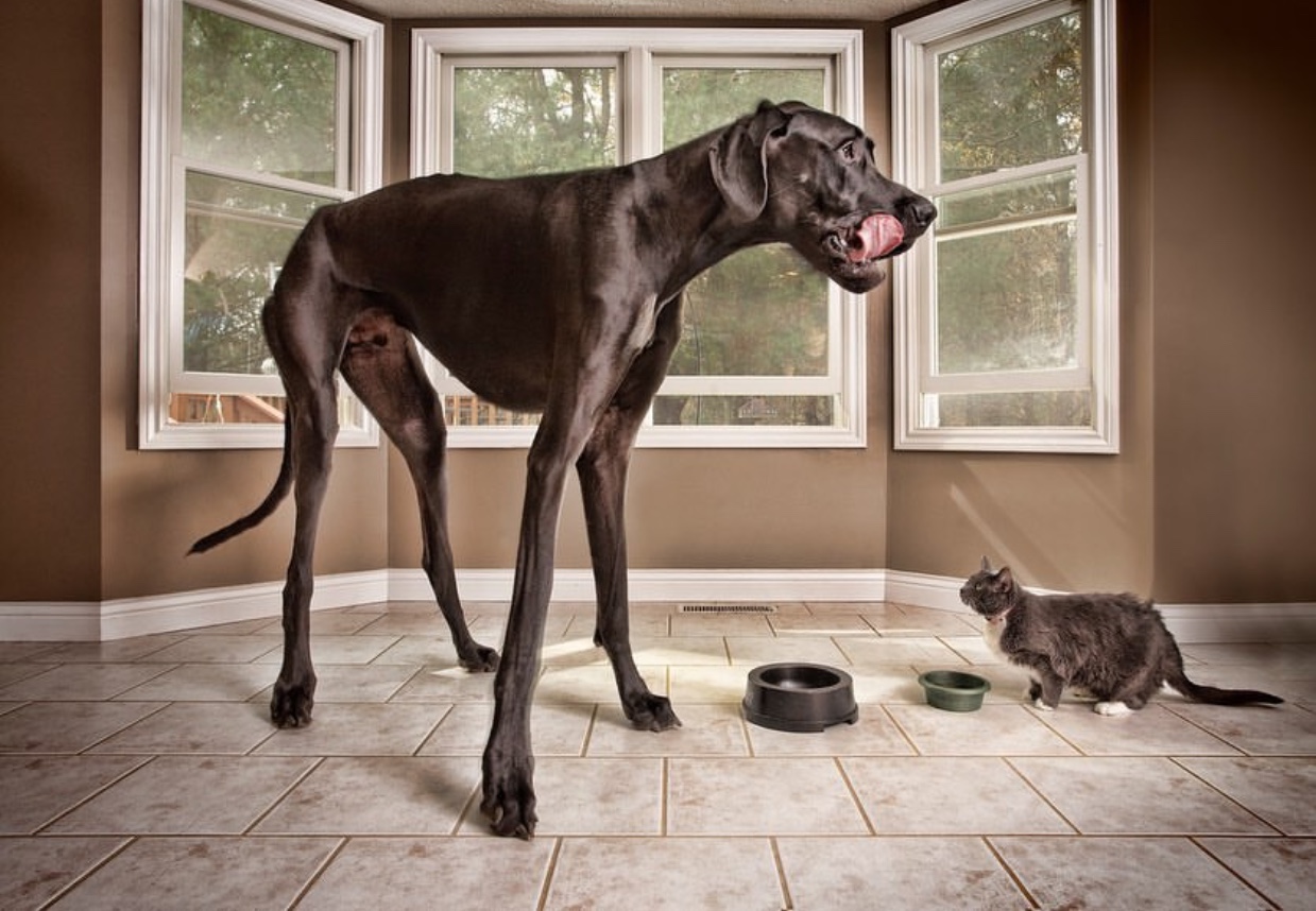A Great Dane standing on the floor next to the window and with a cat eating from its bowl in front of him
