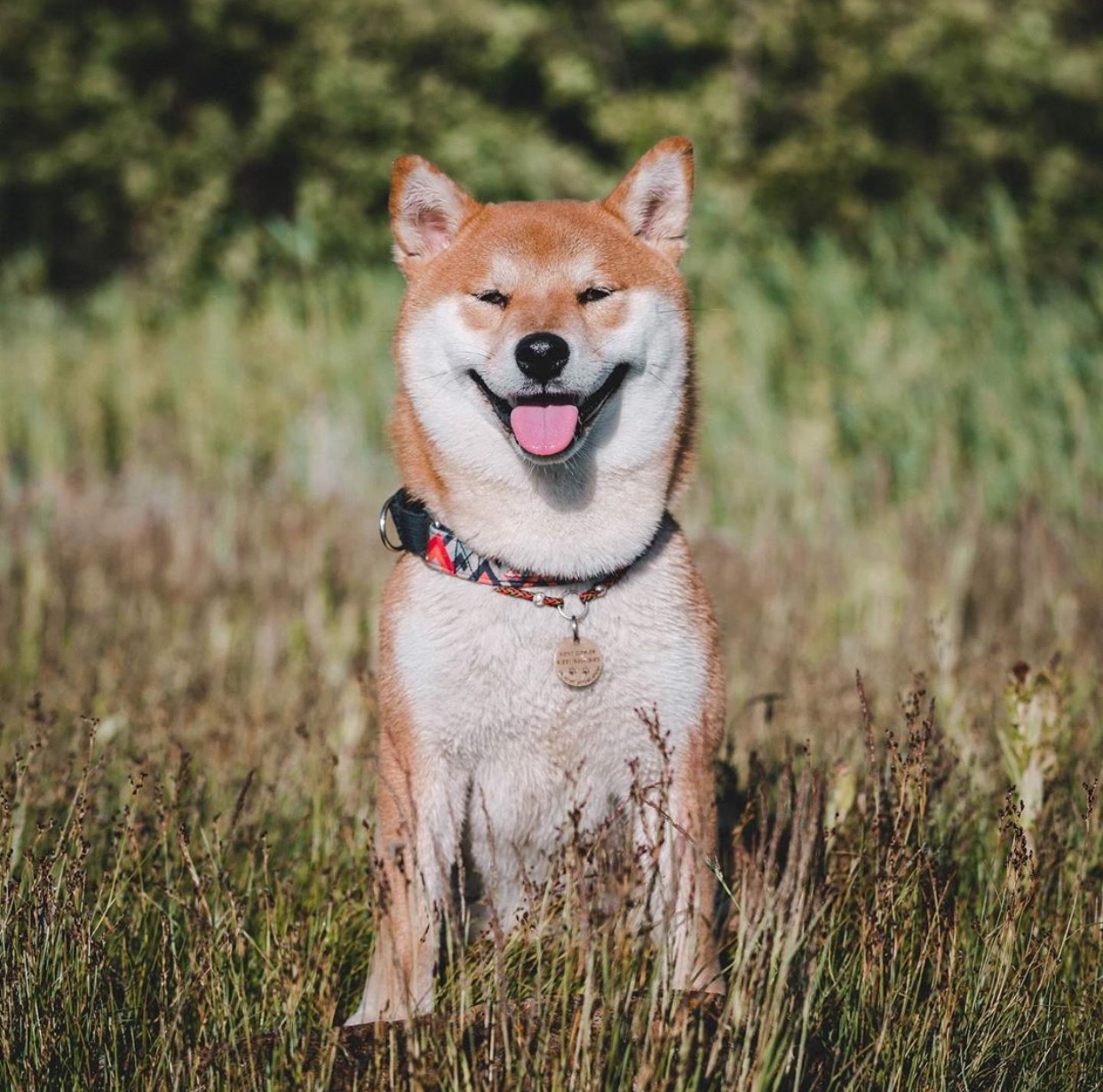 smiling Shiba Inu sitting on the green grass at the forest