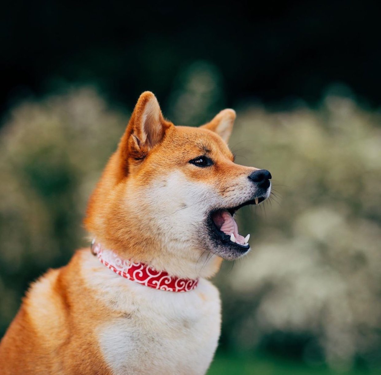 Shiba Inu sitting sideview while barking