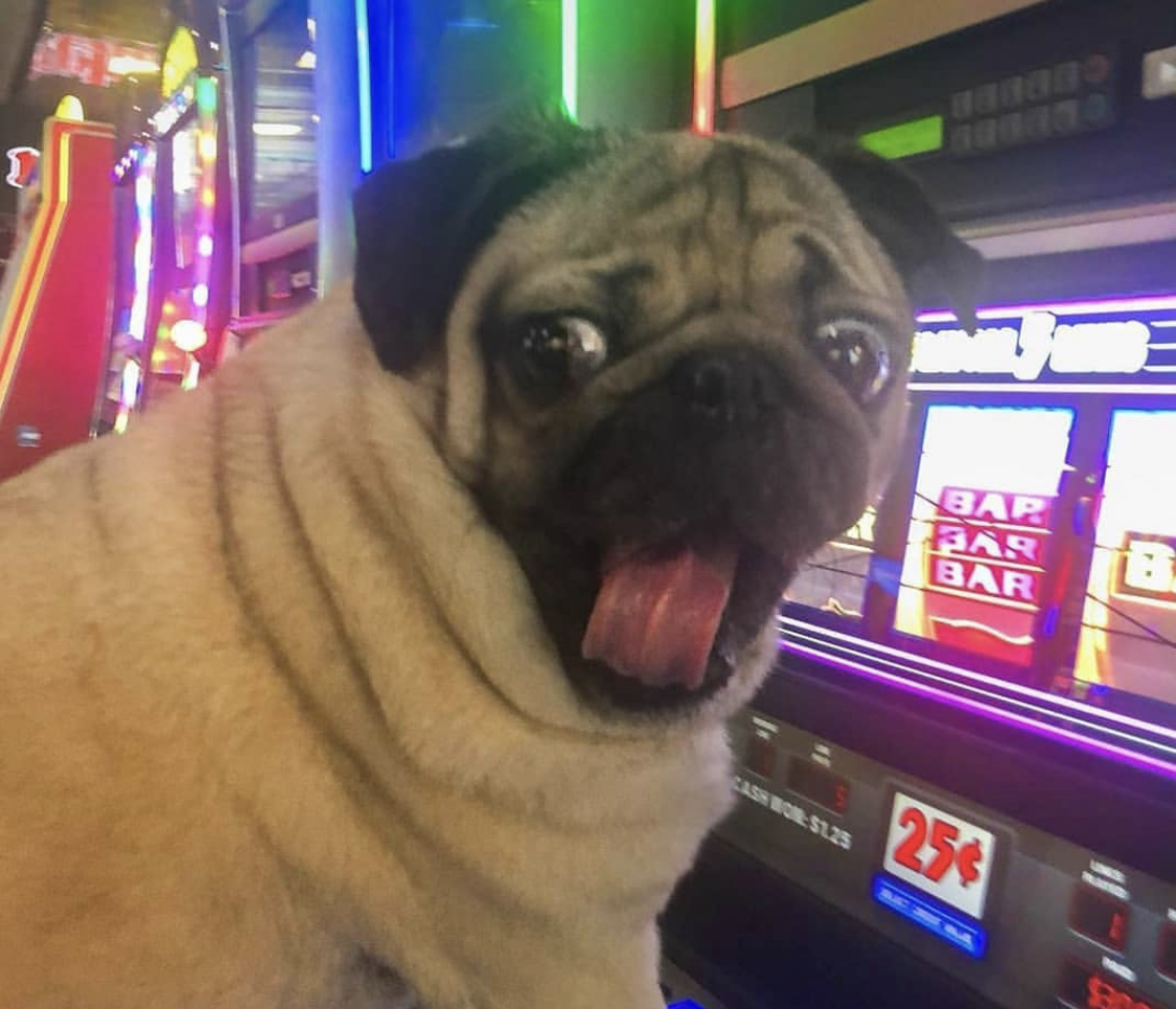 A Pug in front of a casino machine with its surprised face