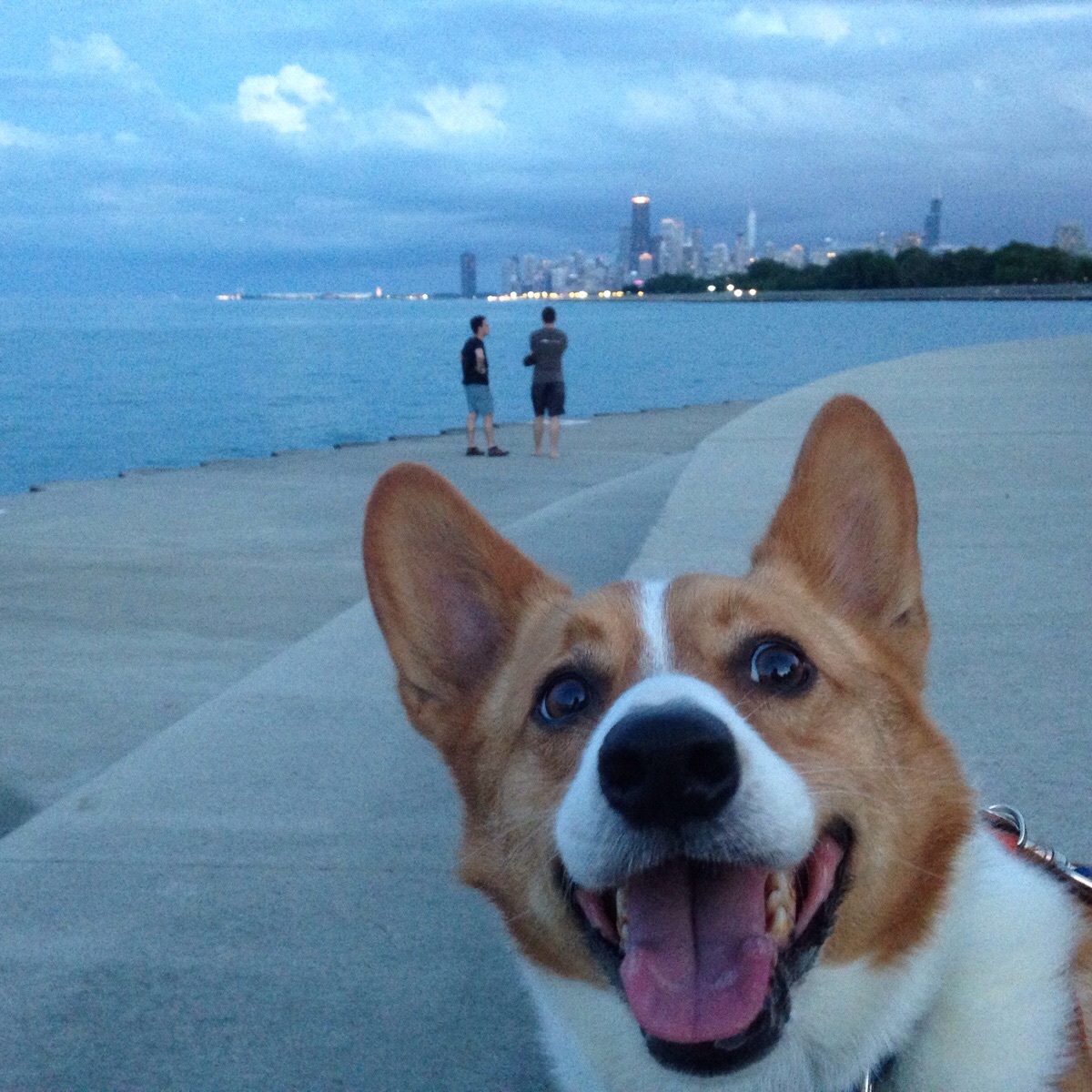 smiling corgi with the view of the ocean in the background