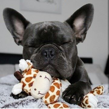 A French Bulldog lying on the bed with its eyes closed with its giraffe stuffed toy