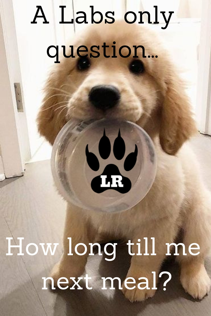 photo of a yellow Labrador puppy sitting on the floor with a bowl in its mouth and with text - A labs only question... How long till me next meal?