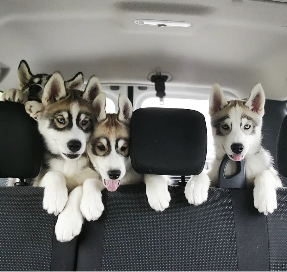 four Husky puppies in the car trunk