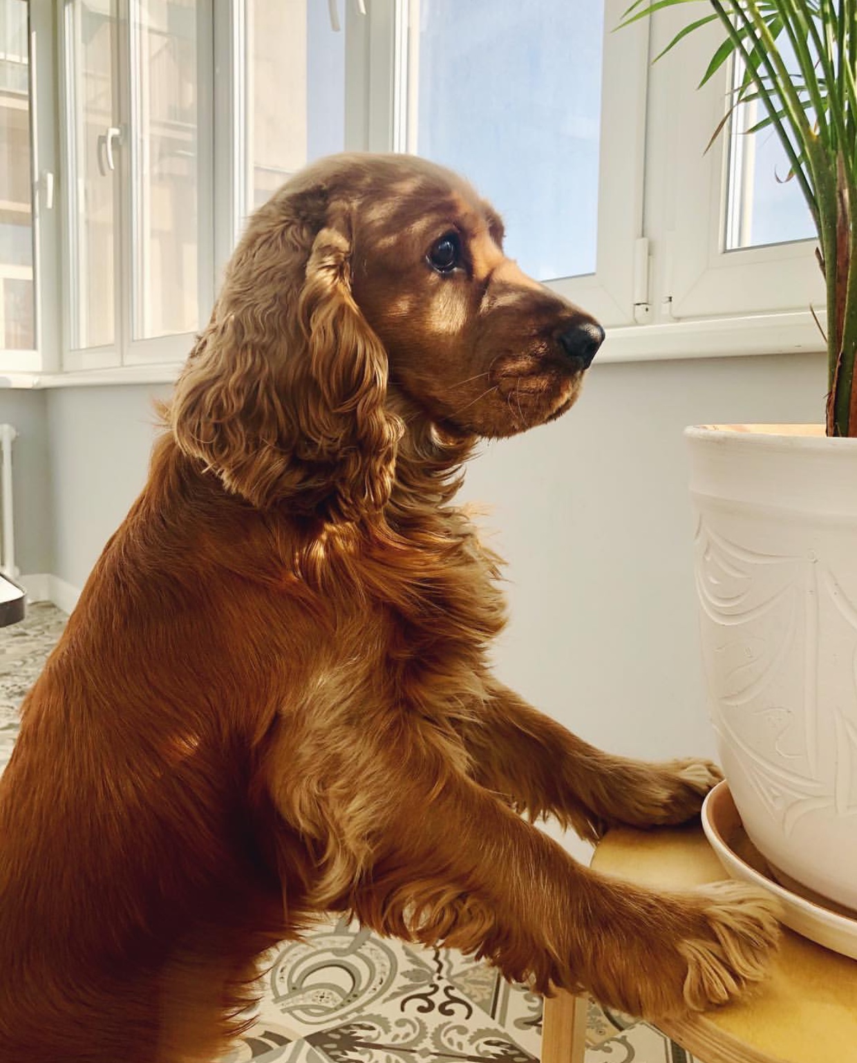 A Cocker Spaniel puppy standing up leaning towards the table with a potted plant on top while staring outside the window
