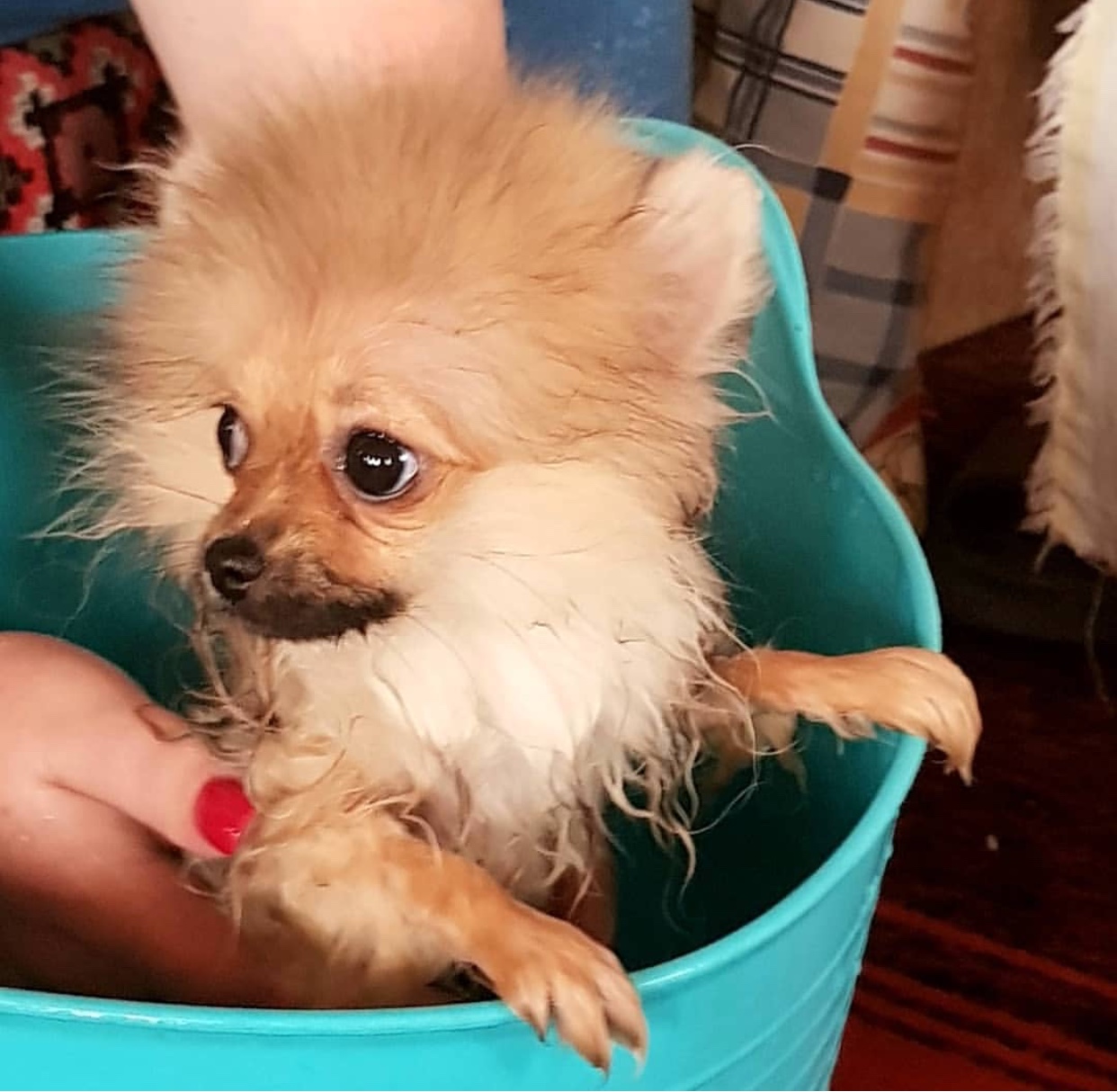 Pomeranian inside a bucket taking a bath
