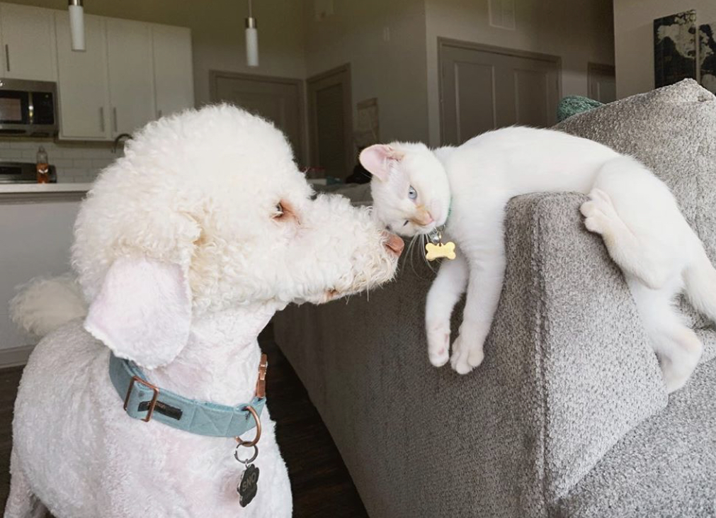 A Poodle smelling the head of a cat lying on top of the couch