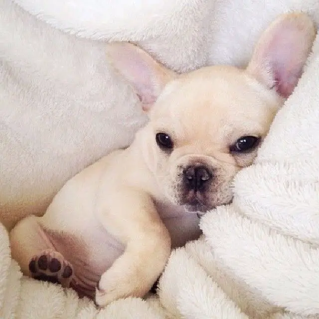 A French Bulldog puppy sitting in a white towel