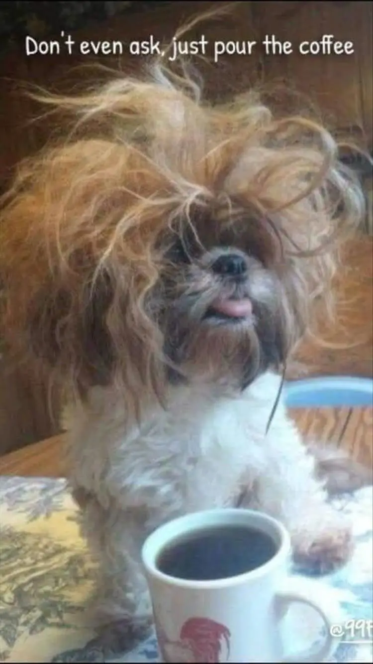 Shih Tzu with a crazy hair sitting on the table behind a cup of coffee while its tongue is sticking out photo with a text 