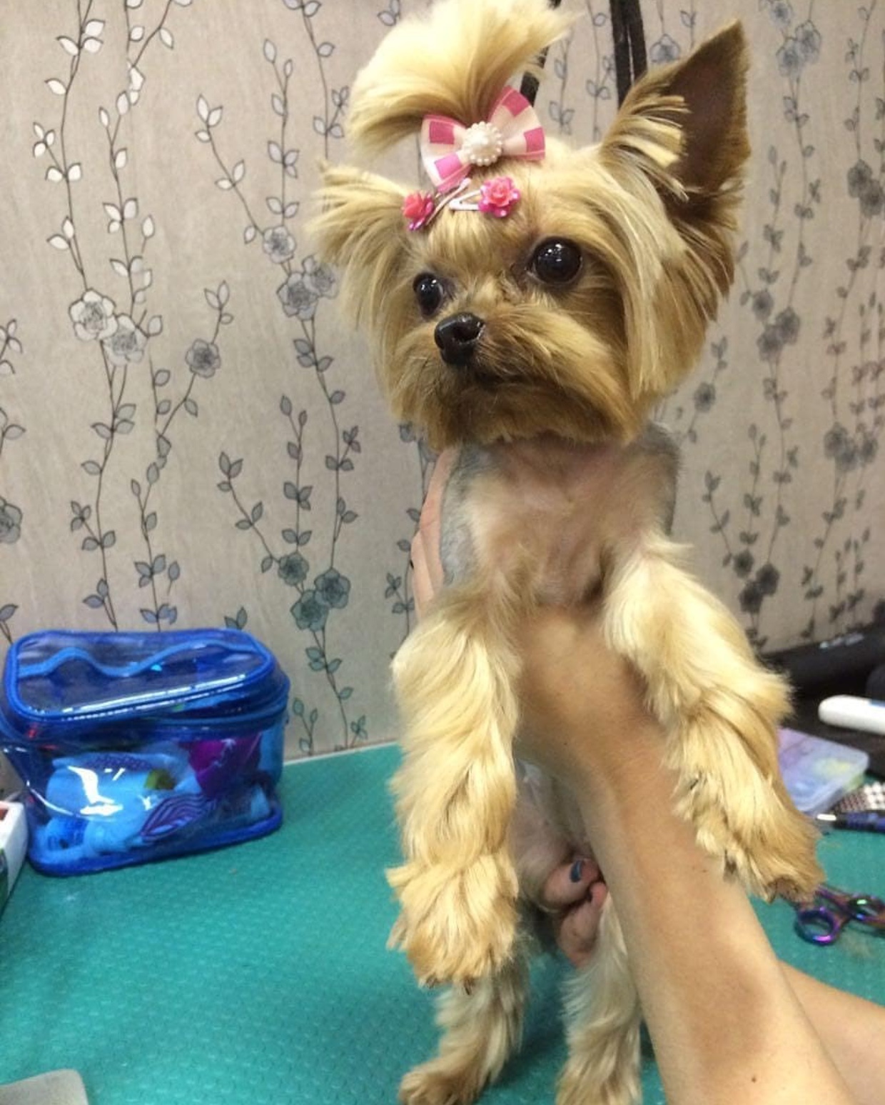 A woman holding up a Yorkshire Terrier on top of the grooming table