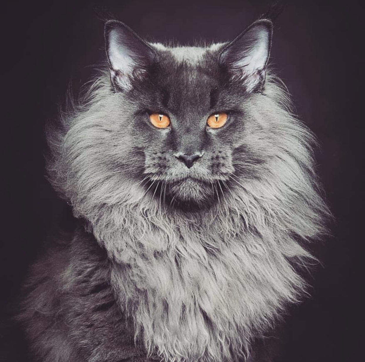 large gray Maine Coon Cat in an isolated black background