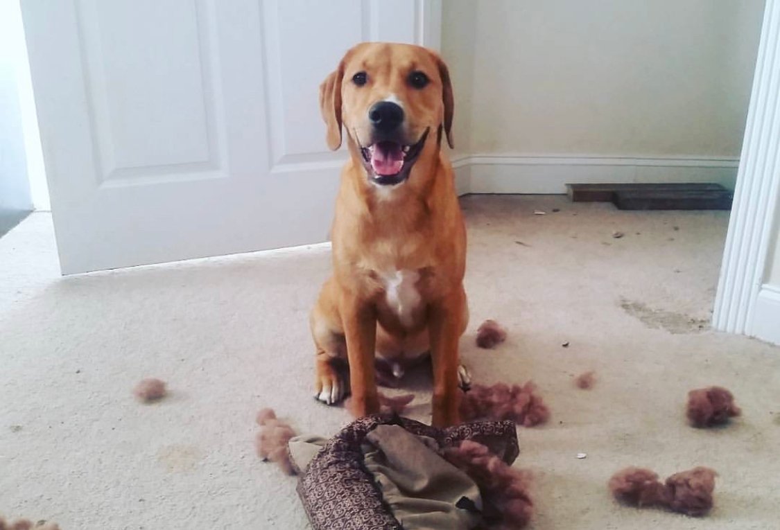 A Boxiever sitting on the floor behind his torn bed