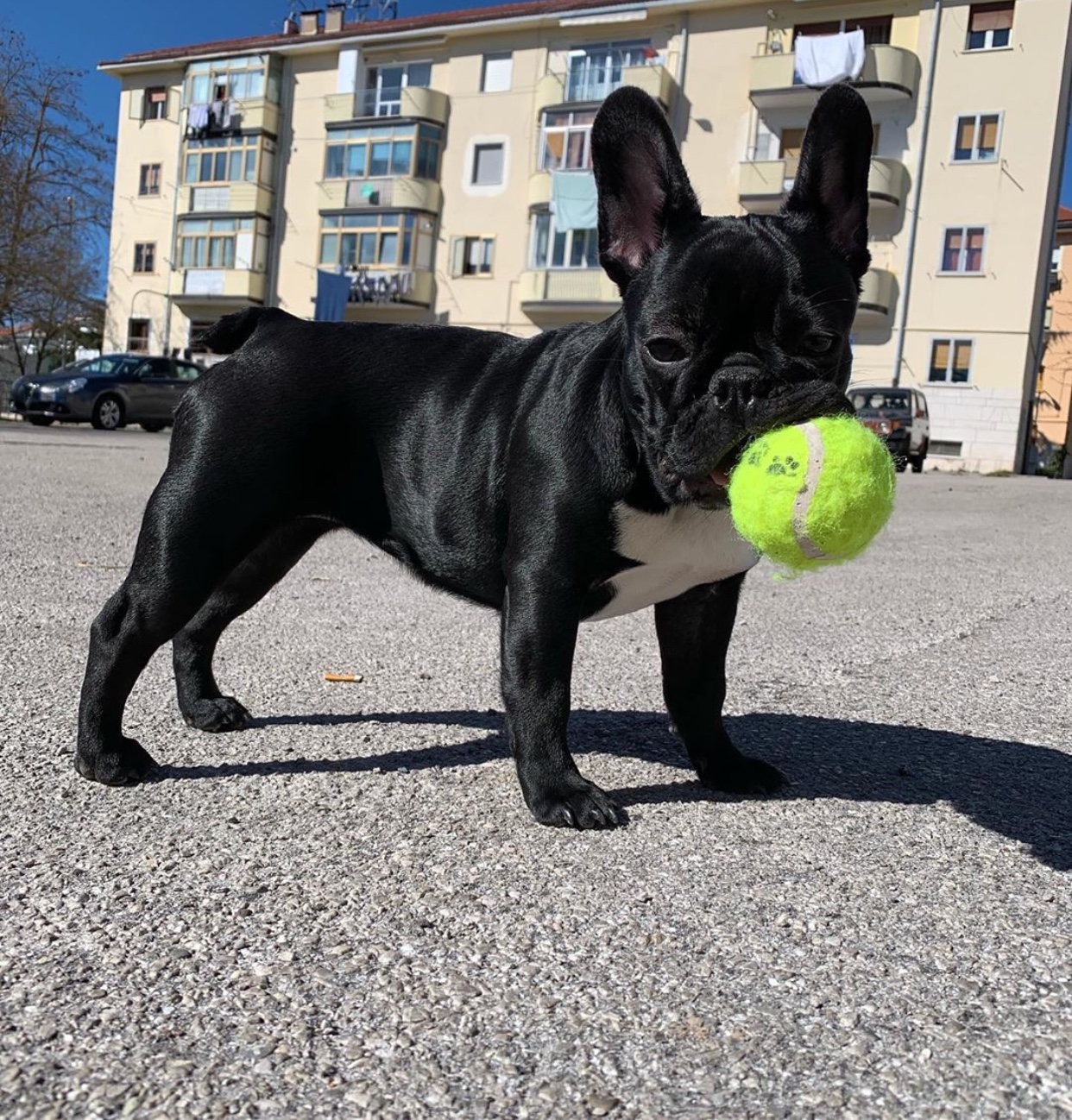 A French Bulldog standing on the pavement while holding a tennis ball with its mouth