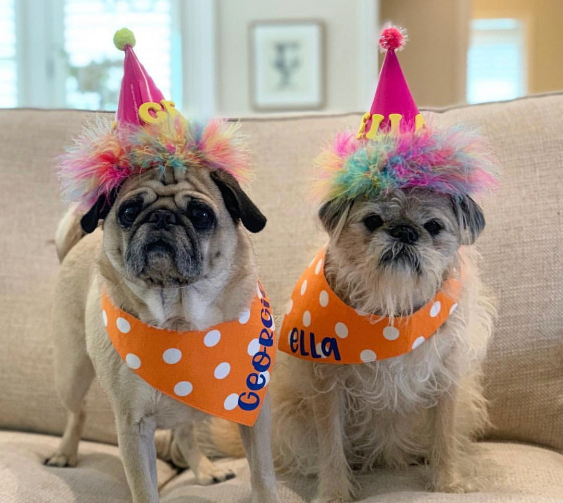 two Pugs wearing a birthday cone hat and scarf